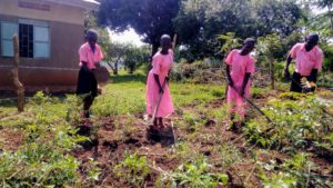 Students work together to weed their garden at the Namwendwa Primary School in Kamuli District. The government-constructed school is one of the four schools at which Fellow Ibrahim Okello works and has initiated the Junior Farmer Fields initiative. 